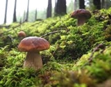 Pilze