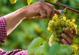 Weinernte